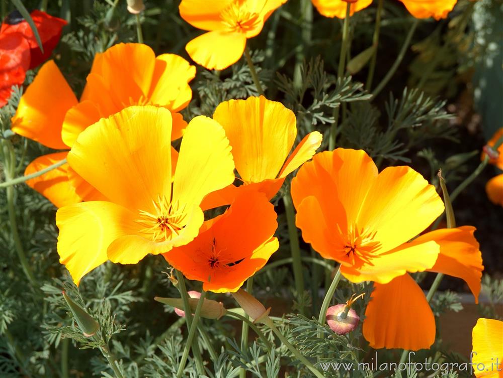 Milan (Italy) - Orange poppies at Orticola 2016